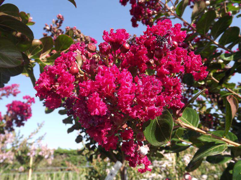 Lilas des indes - LAGERSTROEMIA indica 'Braise d'été' - Petit arbre