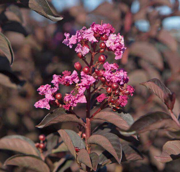 Lilas des indes - LAGERSTROEMIA indica Black Solitaire® 'Shell Pink' - Arbuste