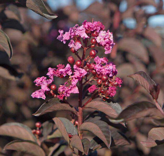 LAGERSTROEMIA indica Black Solitaire ® Shell Pink Lilas des indes - Arbuste