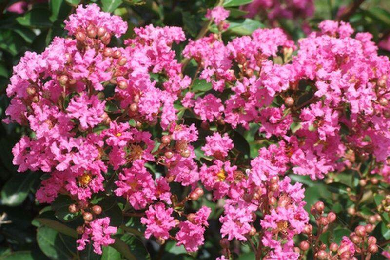 Lilas des indes - LAGERSTROEMIA indica 'Rose indien' - Petit arbre