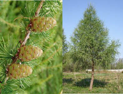 Mélèze - LARIX decidua - Conifère