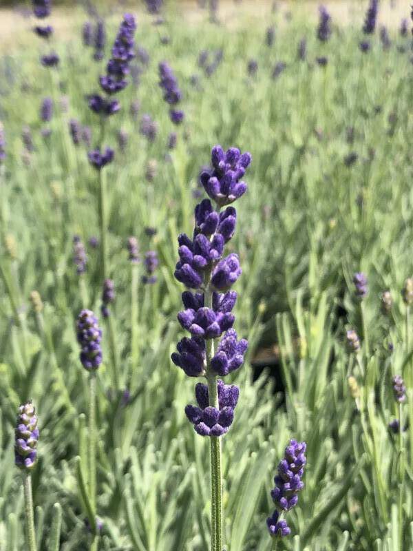 Lavande vraie - LAVANDULA angustifolia 'Anna®' - Arbuste