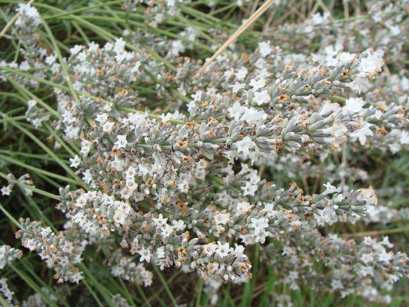 Lavande blanche - LAVANDULA angustifolia 'Edelweiss' - Arbuste
