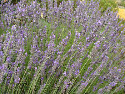 Lavande bleue naine - LAVANDULA intermedia 'Grosso' - Arbuste