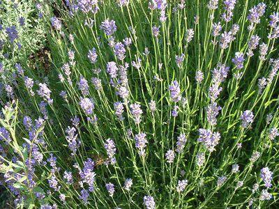 Lavande bleu naine - LAVANDULA angustifolia 'Munstead' - Arbuste