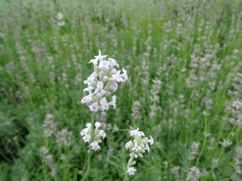 Lavande vraie - LAVANDULA angustifolia 'Rosea' - Arbuste