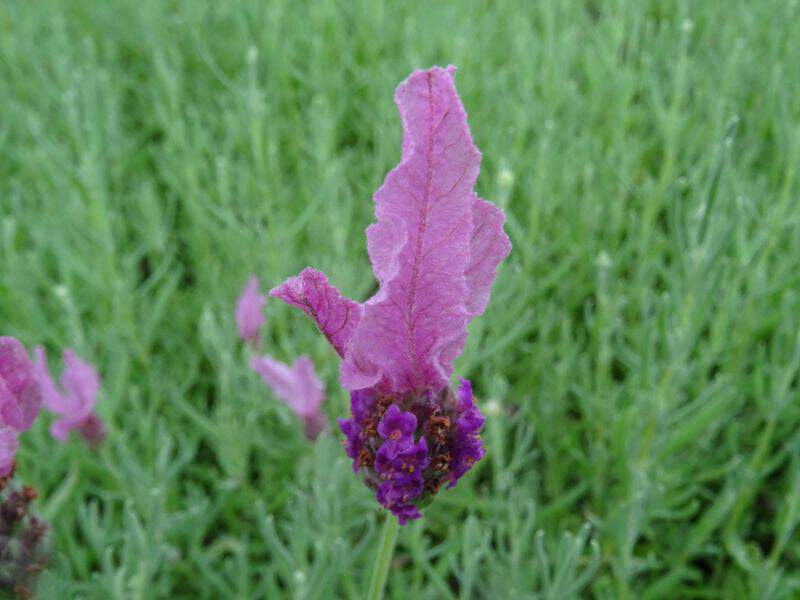 Lavande papillon - LAVANDULA stoechas 'The Princess® Lavender' - Arbuste