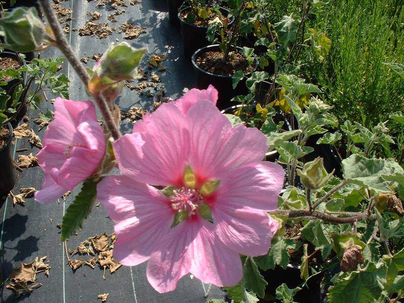 Lavatére - LAVATERA 'Kew Rose' - Arbuste