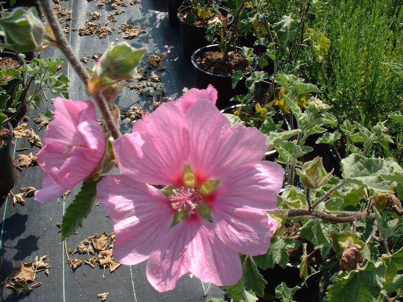 Lavatére - LAVATERA 'Kew Rose' - Arbuste