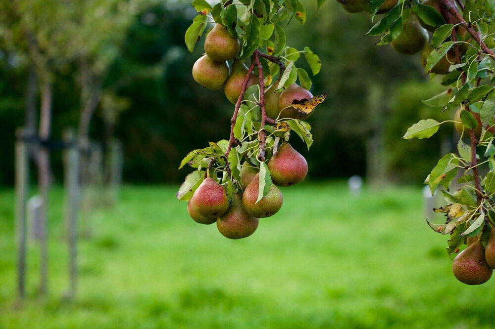 Le-poirier-plantation-entretien