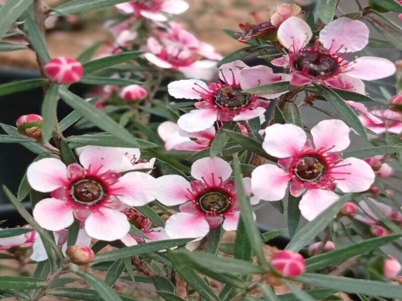 Arbre à thé - LEPTOSPERMUM lanigerum 'Mesmer eyes' - Arbuste