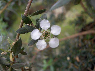 Leptospemrum argenté - LEPTOSPERMUM lanigerum 'Silver sheen' - Arbuste