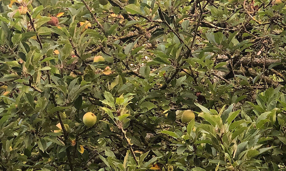 les pommes anciennes pour son verger