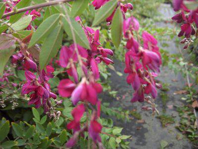 Desmodium - LESPEDEZA thunbergii - Arbuste