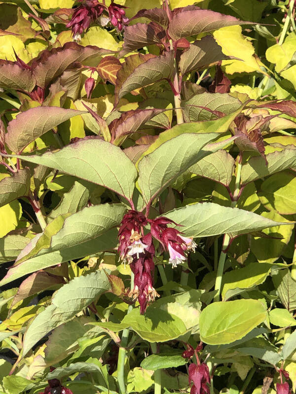 Arbuste aux faisans doré - LEYCESTERIA formosa 'Golden Lanterns®' - Arbuste