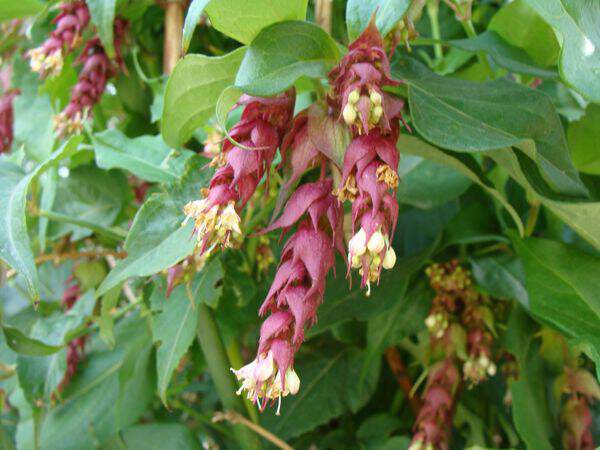 Arbre aux faisans - LEYCESTERIA formosa - Arbuste