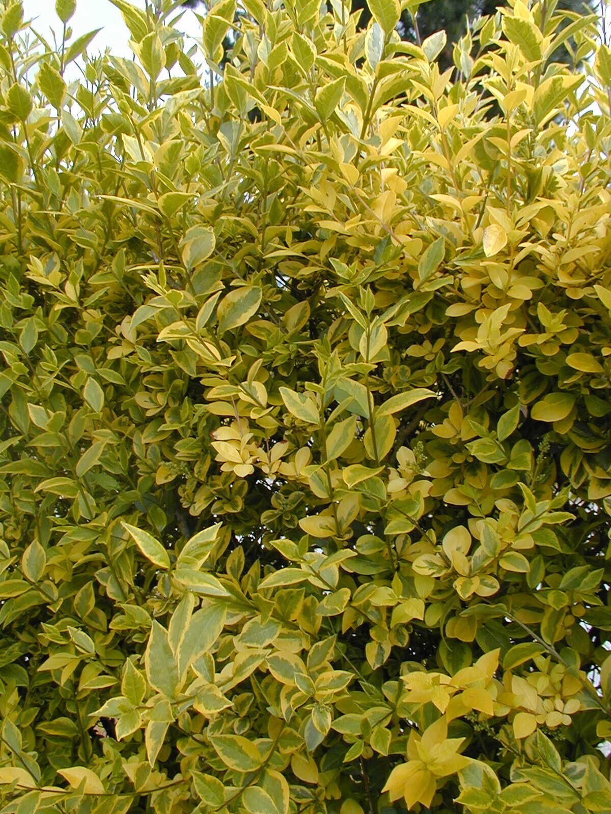 Troène de Californie - LIGUSTRUM ovalifolium 'Aureum' - Arbuste