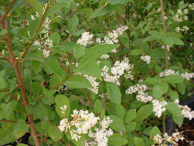 Troène de Chine - LIGUSTRUM sinensis - Arbuste