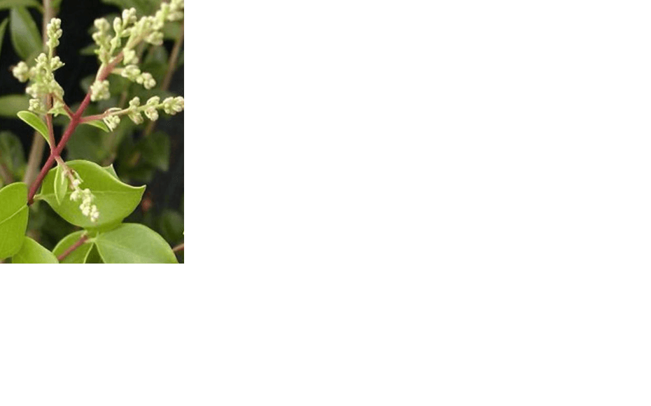 Troène - LIGUSTRUM japonicum 'Texanum' - Arbuste