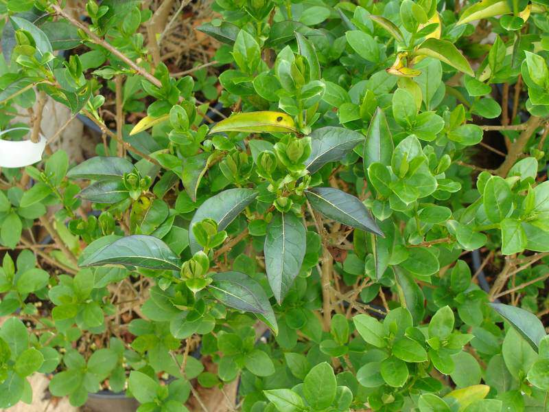 Troène de Californie - LIGUSTRUM ovalifolium - Arbuste