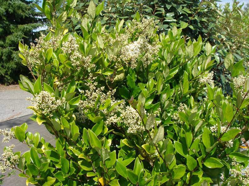 Troène - LIGUSTRUM japonicum 'Texanum' - Arbuste