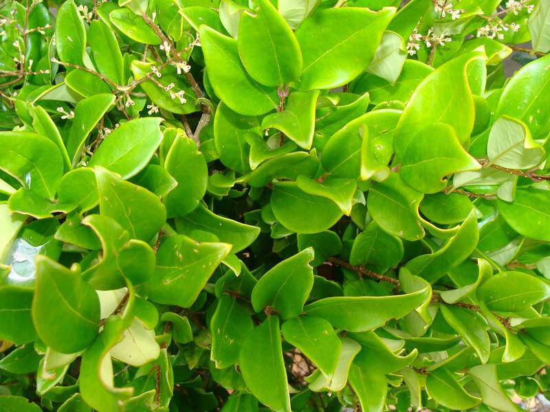 Troène du Texas - LIGUSTRUM japonicum 'Texanum Erectum' - Arbuste