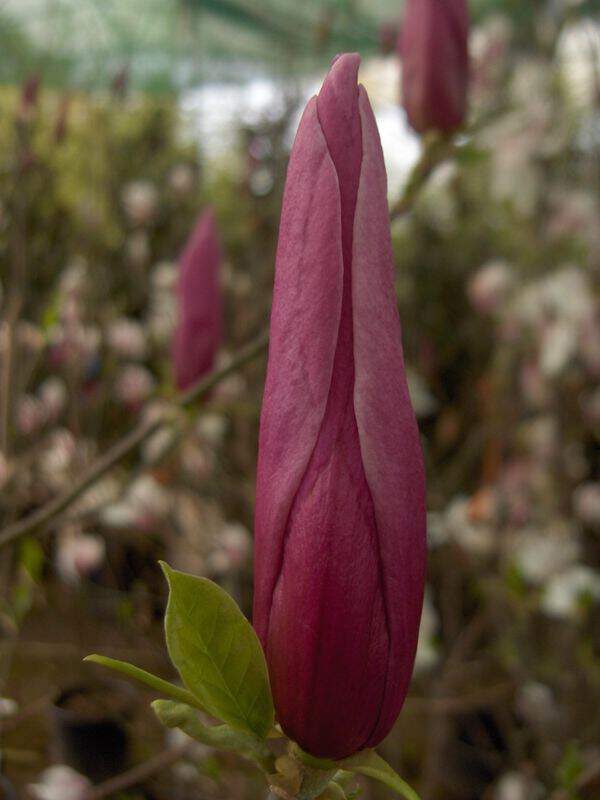 Magnolia - MAGNOLIA liliflora 'Nigra' - Terre de bruyère