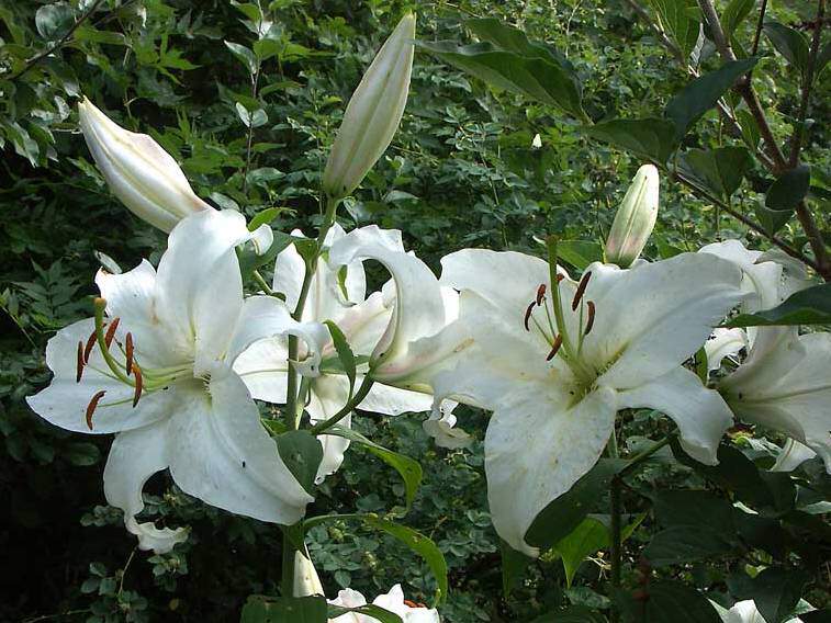 1x Bulbe Lys Plante bulbe Lys blanc Plante décorative Plante extérieure Bulbe à fleur Lis asiatique Sweet Surrender 
