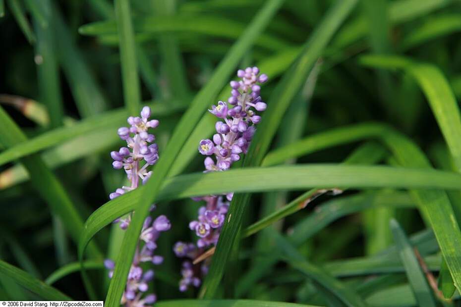 Liriope - LIRIOPE muscari 'Big Blue' - Vivace