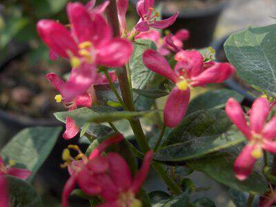 Chévrefeuille - LONICERA tatarica 'Arnold red' - Arbuste