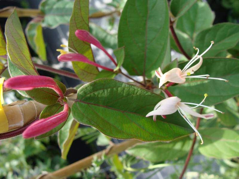 Chévrefeuille - LONICERA chinensis - Plante grimpante