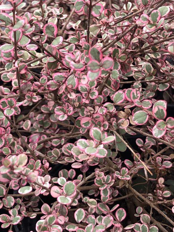 Lophomyrtus nain - LOPHOMYRTUS ralphii 'Little star' - Arbuste