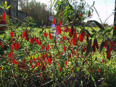 Arbre fruitier baie de Goji - Pépinière en ligne