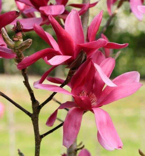 Magnolia - MAGNOLIA 'Burgundy Star' - Terre de bruyère