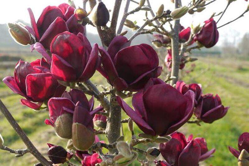 Magnolia - MAGNOLIA 'Génie' - Terre de bruyère