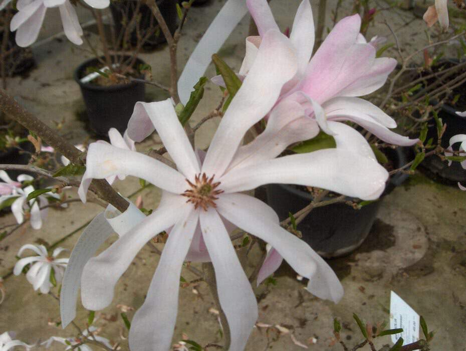 Magnolia étoilé - MAGNOLIA stellata 'Rosea' - Petit arbre