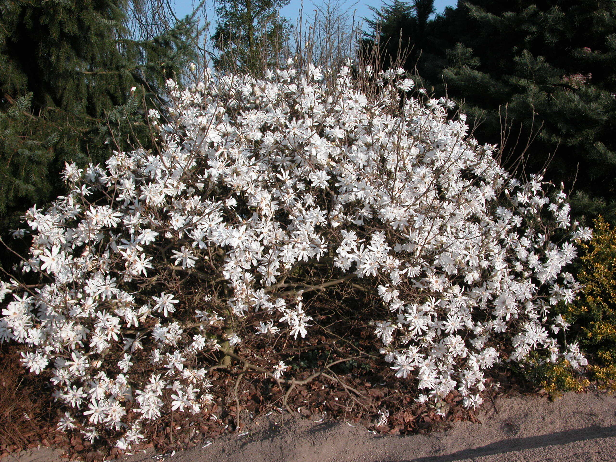 Magnolia étoilé - MAGNOLIA stellata - Terre de bruyère