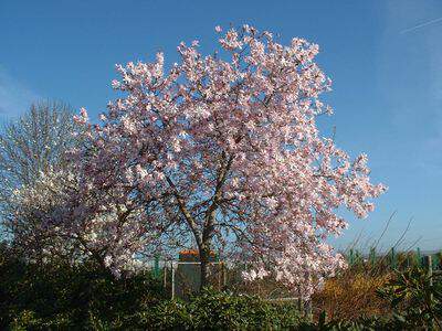 Magnolia - MAGNOLIA soulangeana - Terre de bruyère