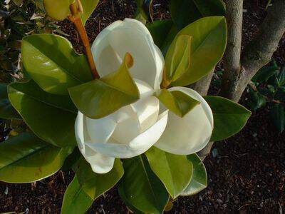 Magnolia persistant - MAGNOLIA grandiflora 'Gallissoniensis' - Terre de bruyère