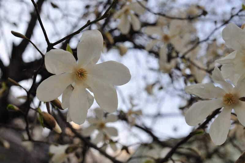 Magnolia de Kobé - MAGNOLIA kobus - Terre de bruyère