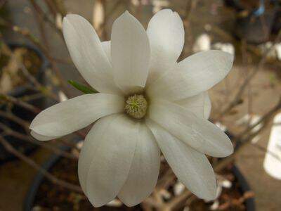 Magnolia étoilé - MAGNOLIA stellata - Terre de bruyère
