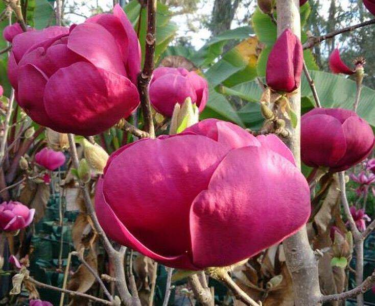 Magnolia - MAGNOLIA 'Black Tulip' - Terre de bruyère