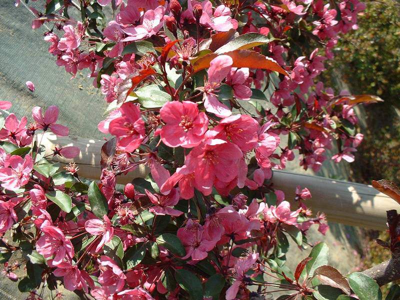 Pommier d'ornement - MALUS 'Prairie Fire' - Petit arbre