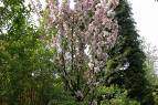 Pommier d'ornement - MALUS 'Van Eseltine' - Petit arbre