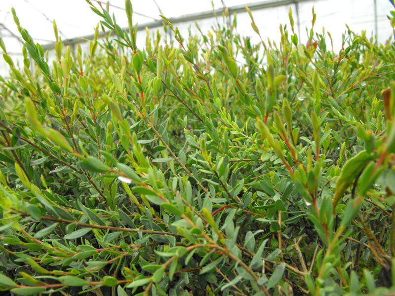 Arbre à thé - MELALEUCA thymifolia - Arbuste