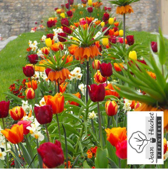 Tulipe - Mélange de Bulbes 'Bavaria' - Bulbe