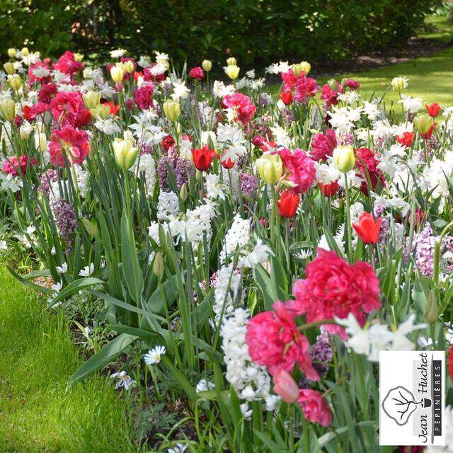 Tulipe - Mélange de Bulbes 'Pink Glow' - Bulbe