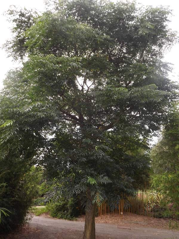 Margousier - MELIA azedarach - Arbre