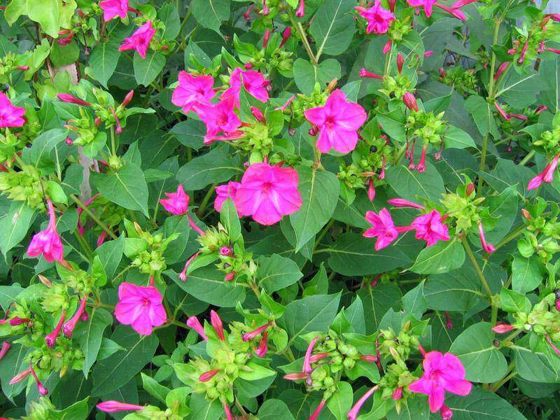 Belle de nuit - MIRABILIS jalapa - Bulbe