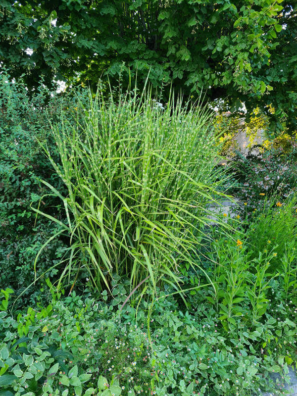 Eulalie - MISCANTHUS sinensis 'Strictus' - Graminées